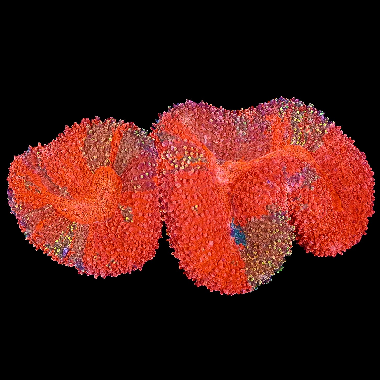 Red Hot Lobophyllia Coral