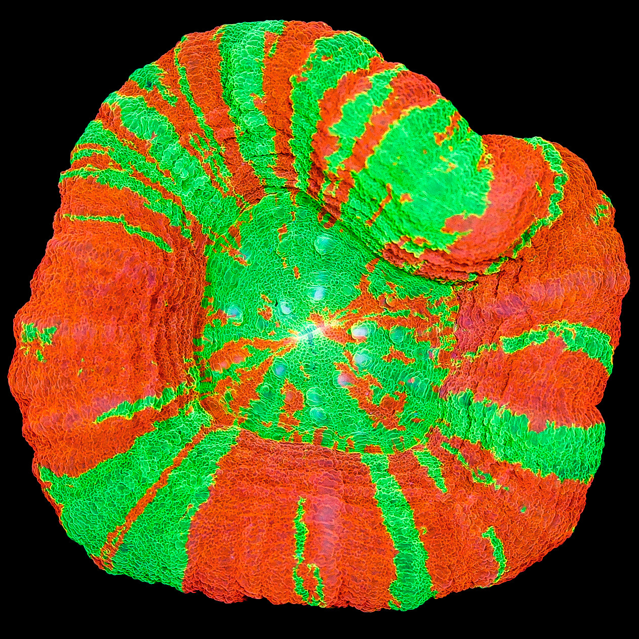 Ultra Bleeding Apple Scolymia Coral