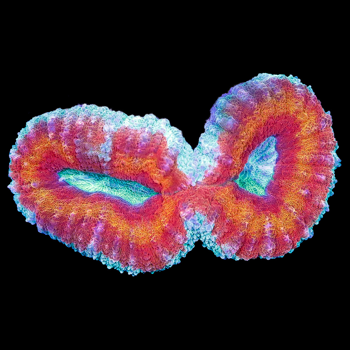 Inferno Aussie Lobophyllia Coral