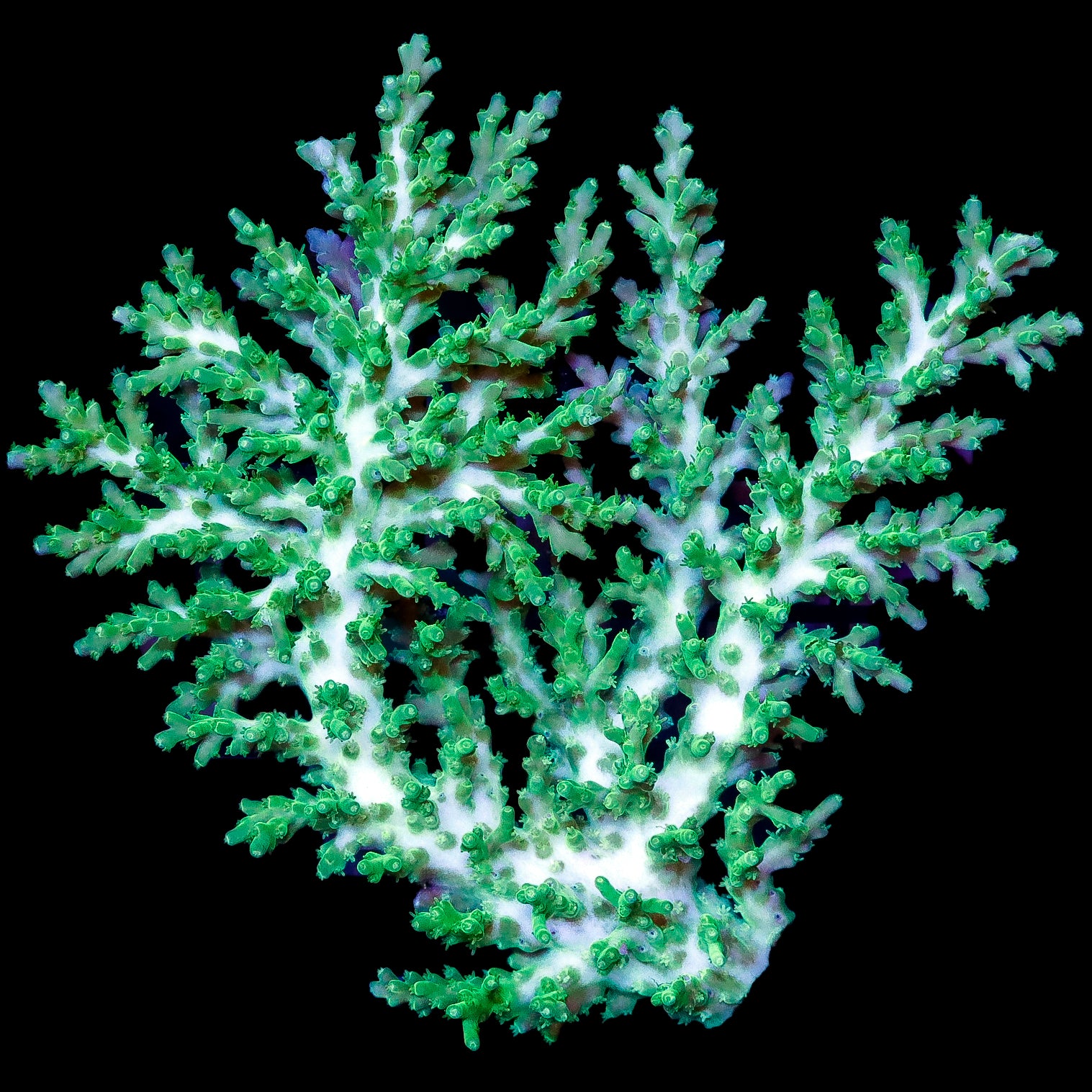 Ultra Aussie Acropora Echinata Coral Colony