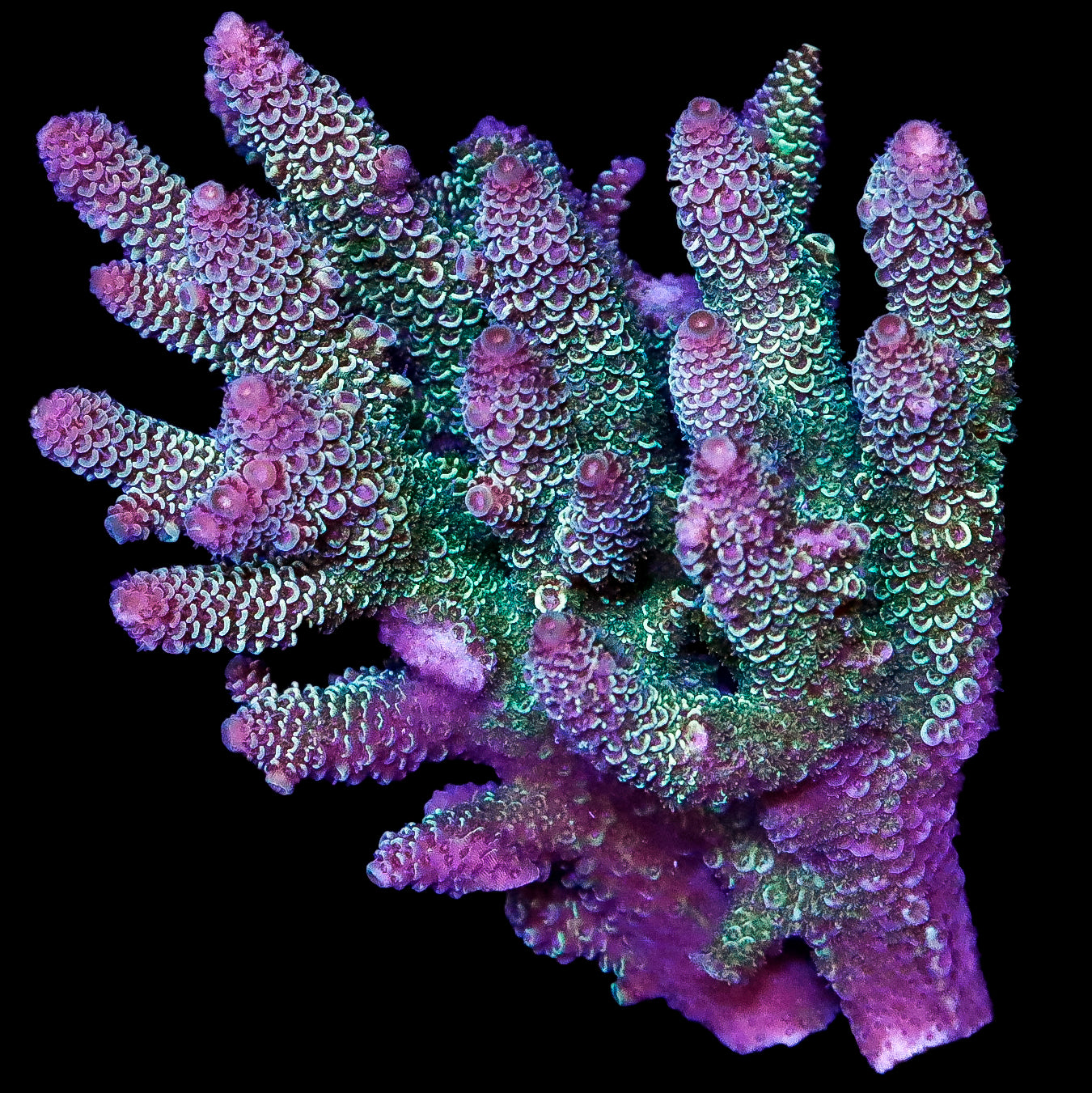 Aussie Acropora Spathulata Coral Colony