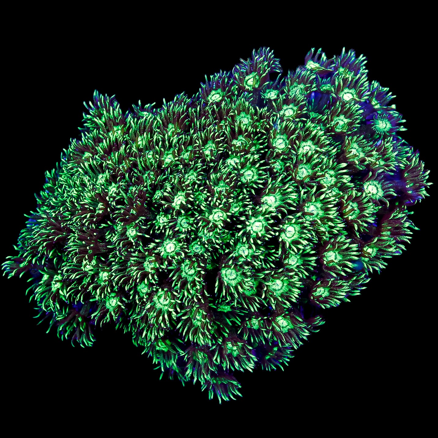 XL Neon Green Aussie Goniopora Coral