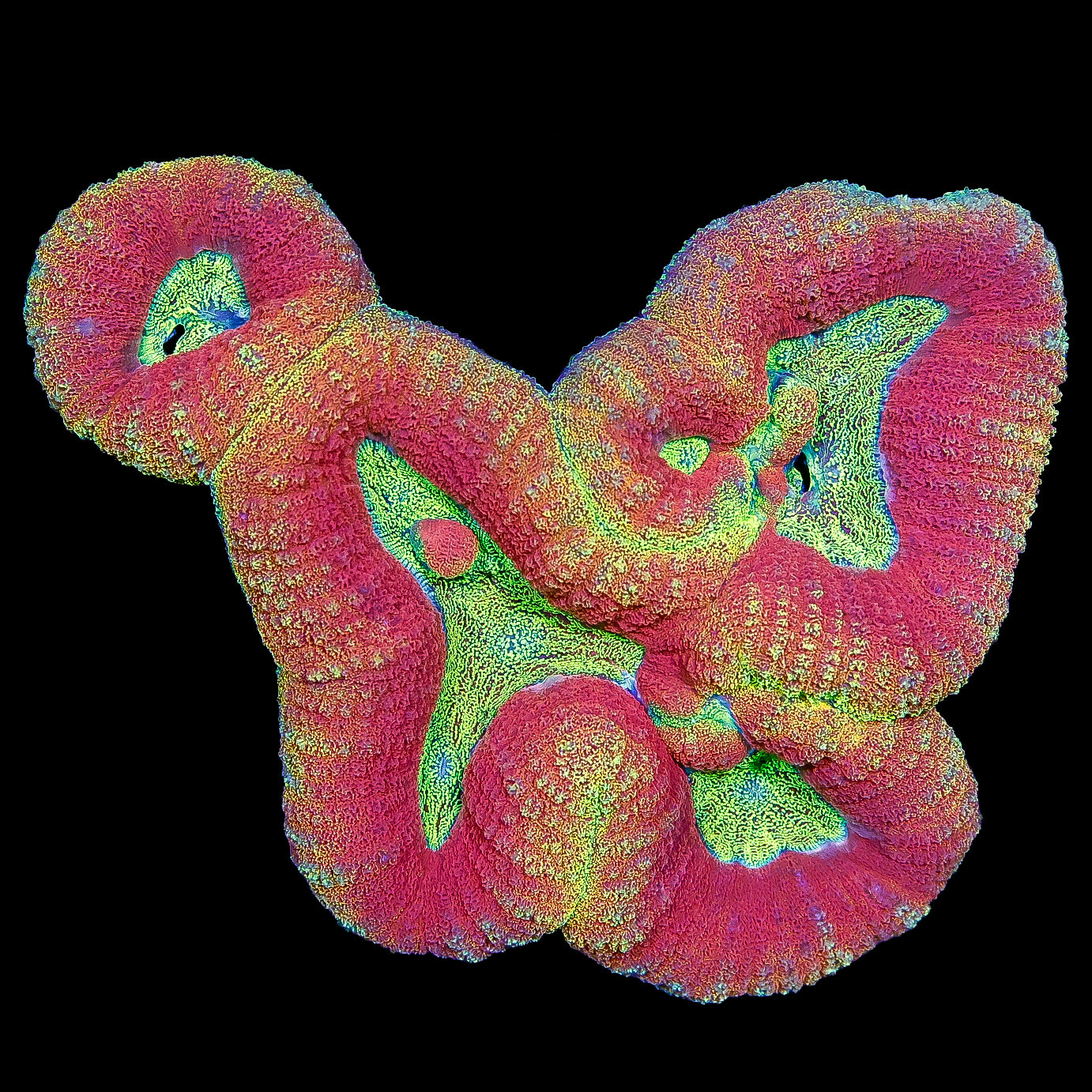 Rim of Fire Aussie Lobophyllia Coral