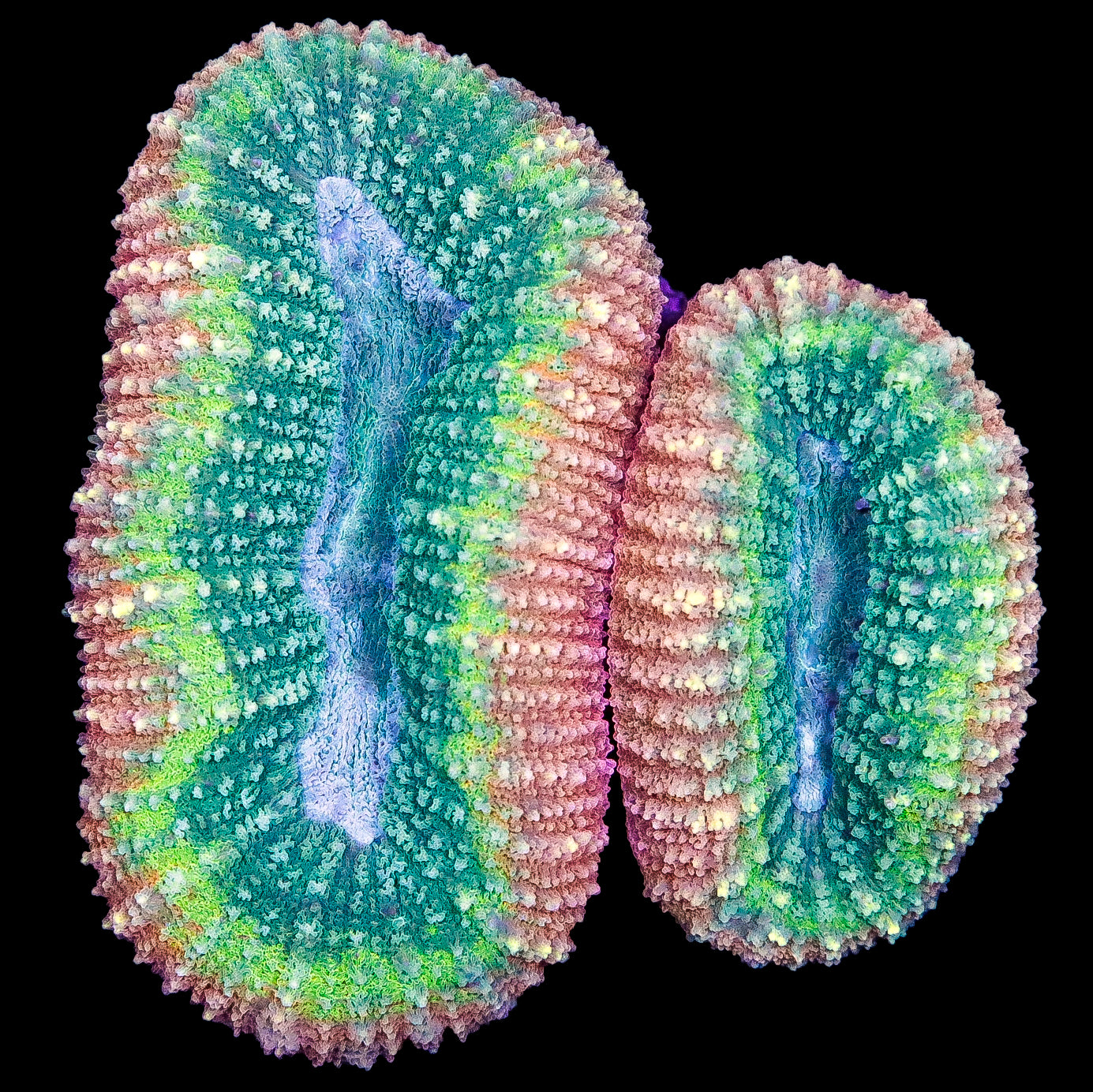 Ultra Aussie Lobophyllia Coral Colony