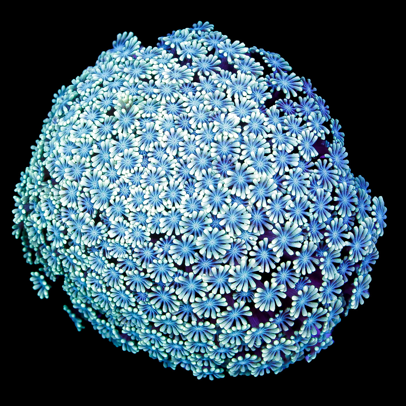 Ultra Aussie Alveopora Coral Colony