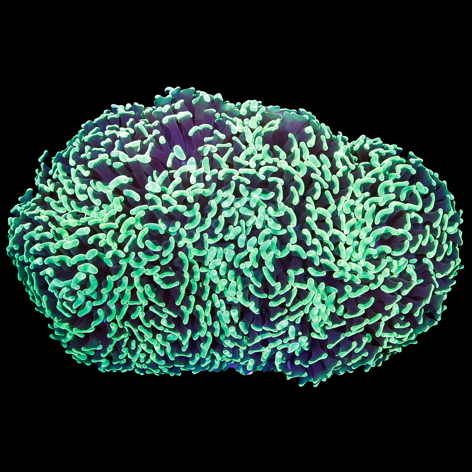 Metallic Green Hammer Coral