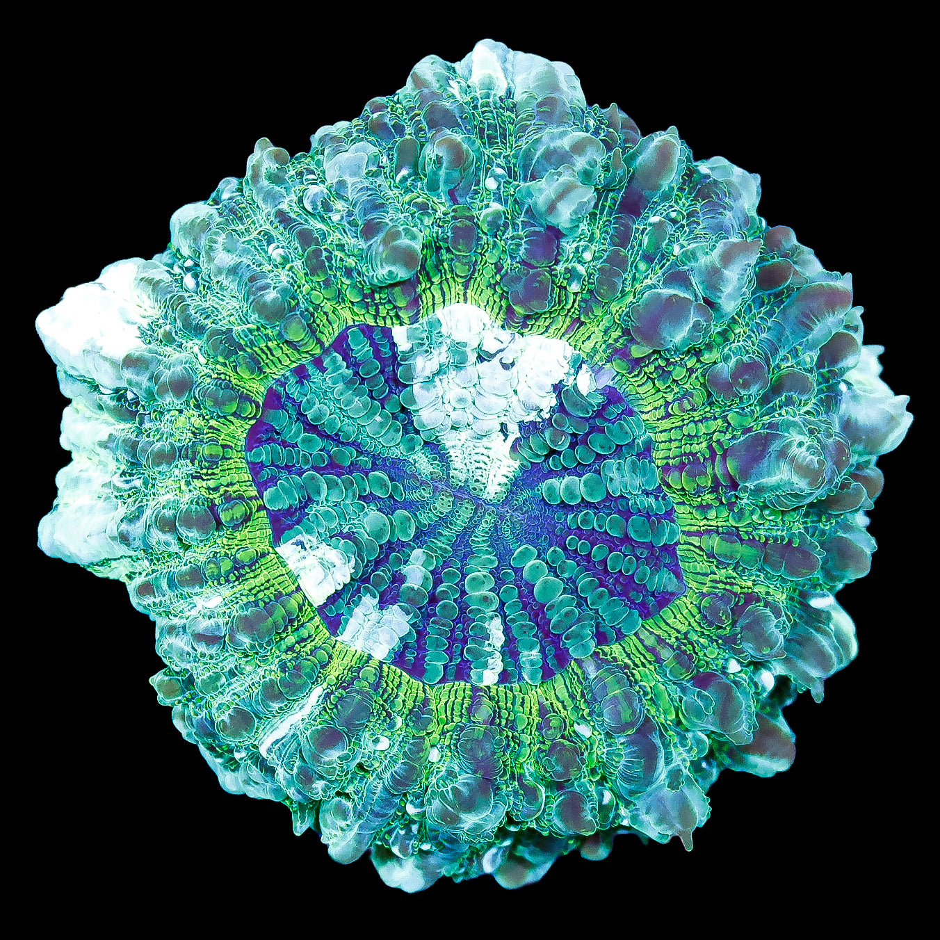 Minty Green Acanthophyllia Coral