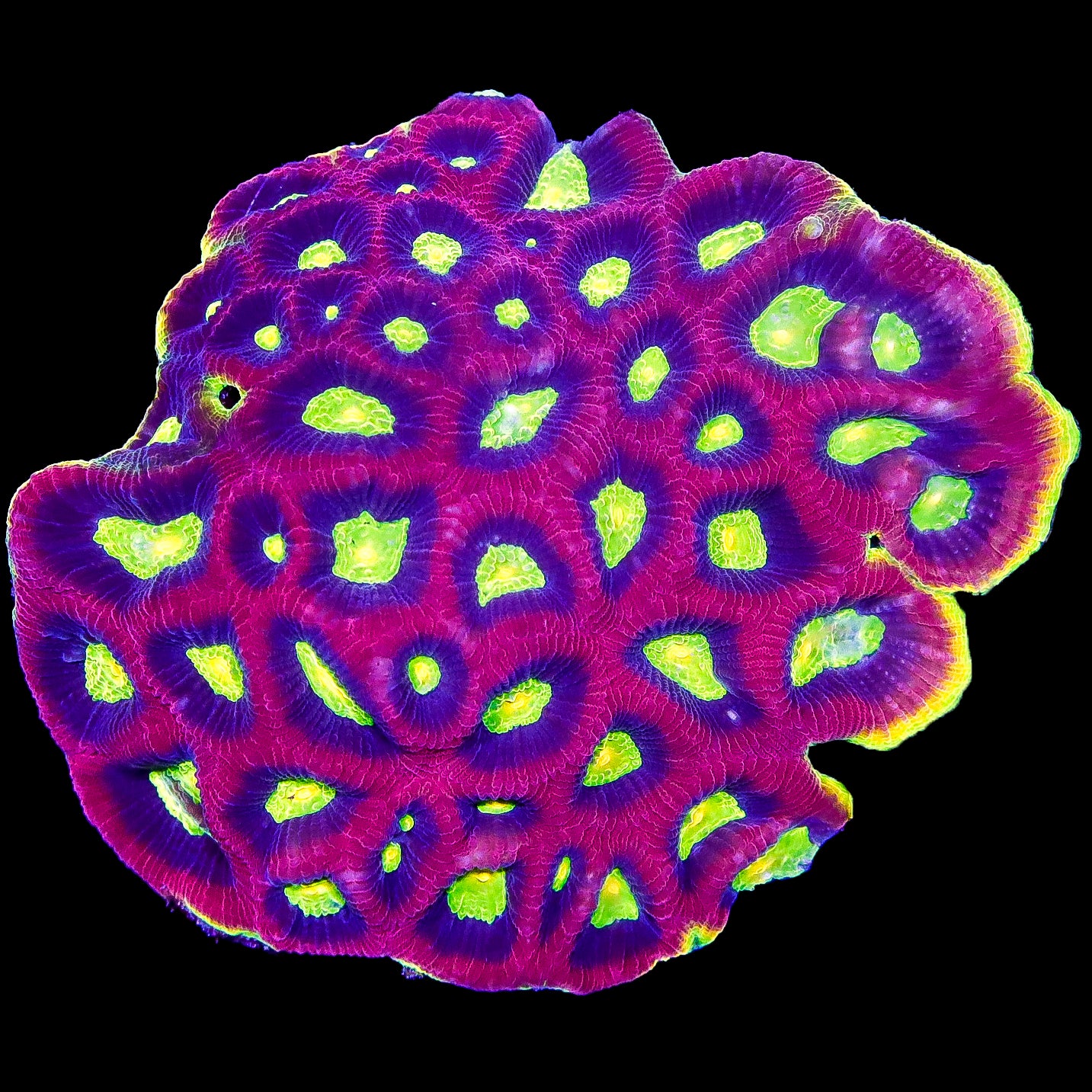 Prism Goniostrea Coral Colony