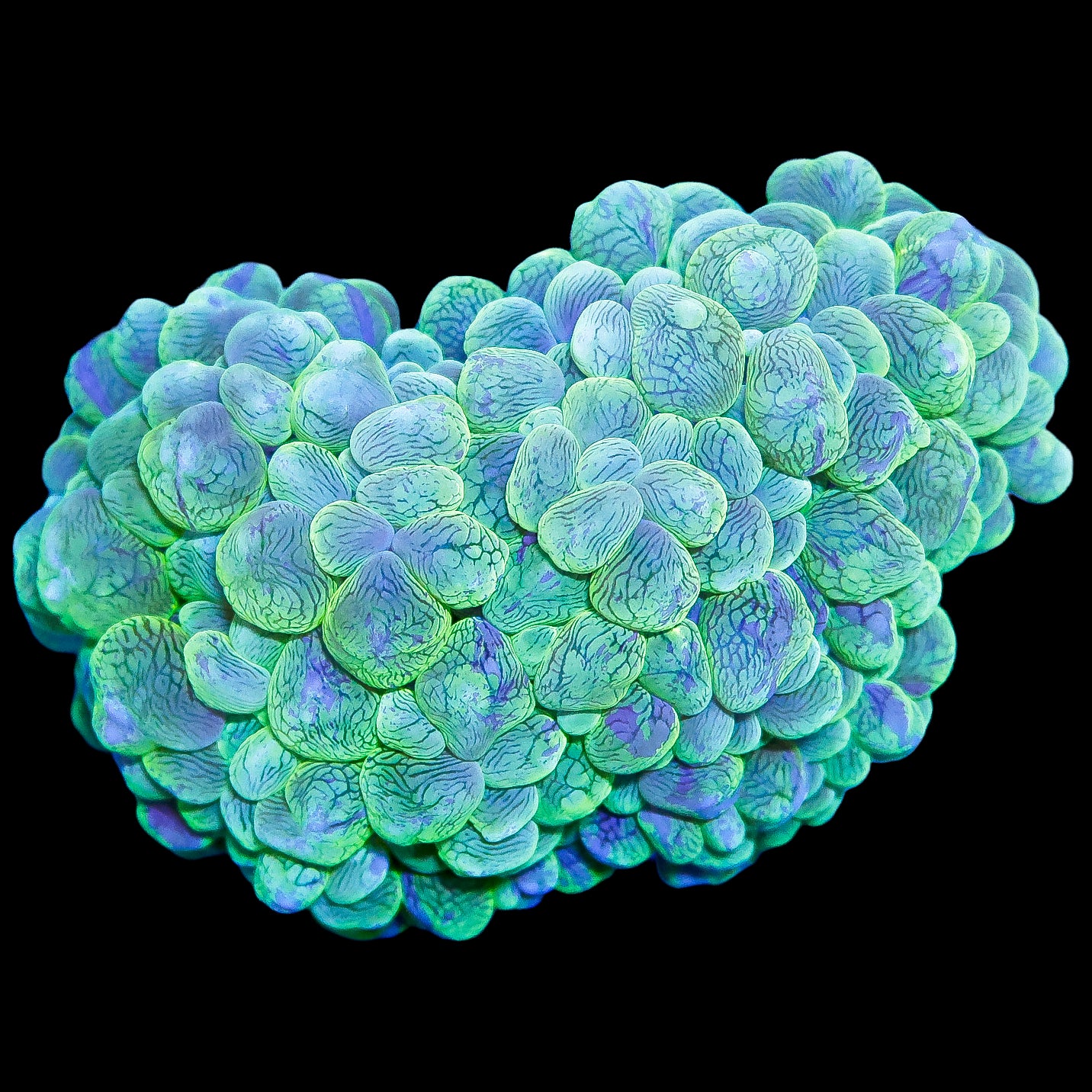 Neon Green Aussie Bubble Coral