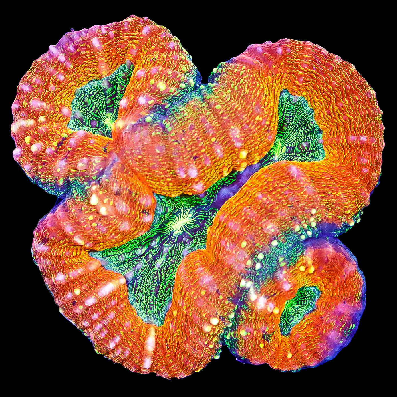 Aussie Molten Lobophyllia Coral