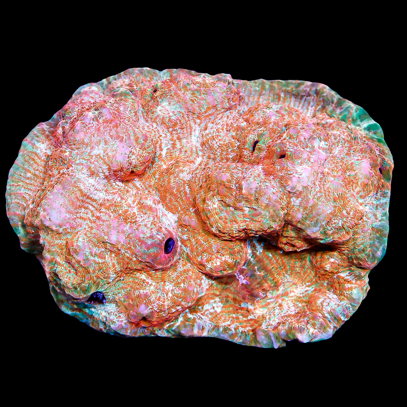 Shark Bite Echinophyllia Coral Colony