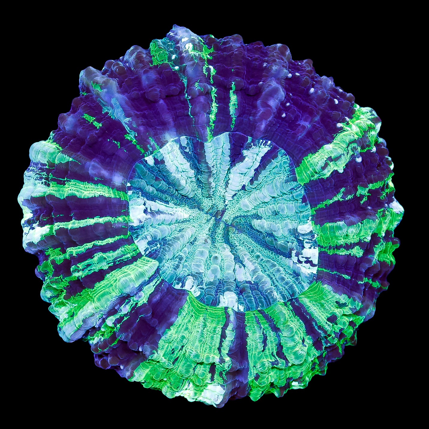 Joker Acanthophyllia Coral