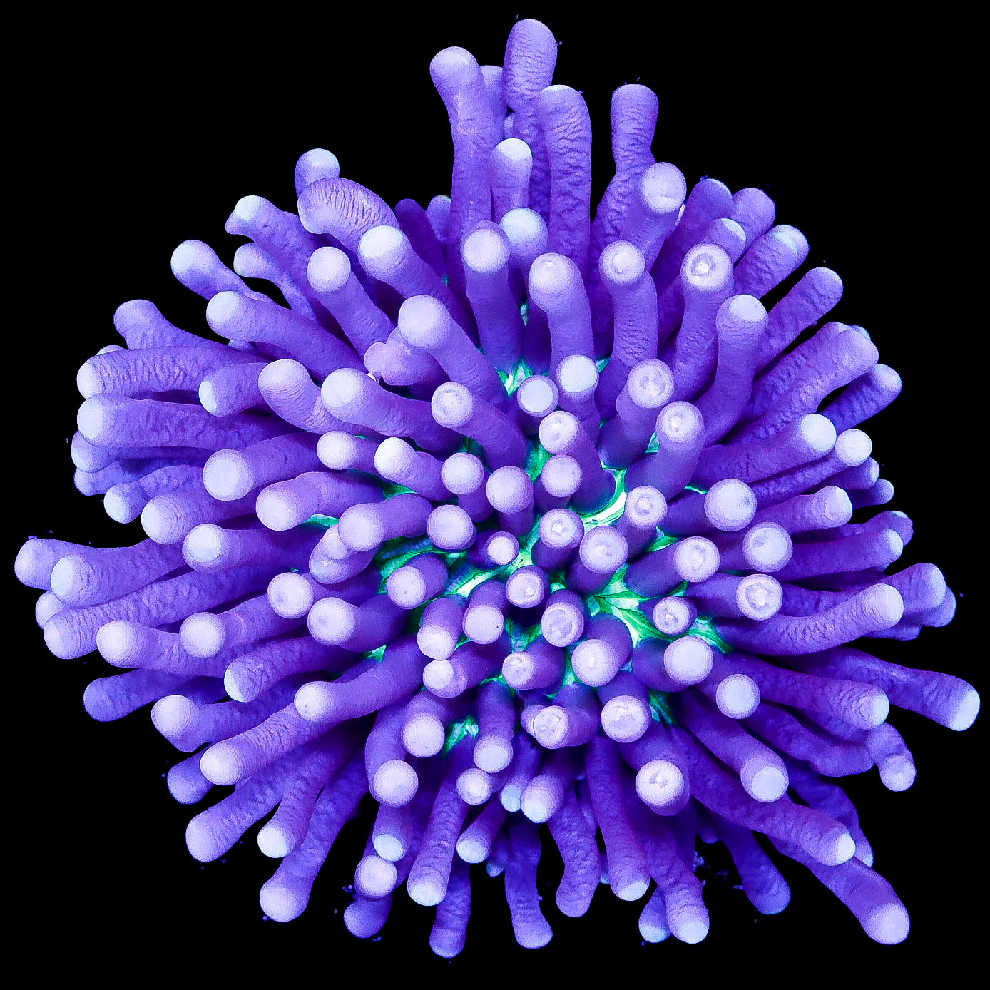 Purple & Green Heliofungia Plate Coral