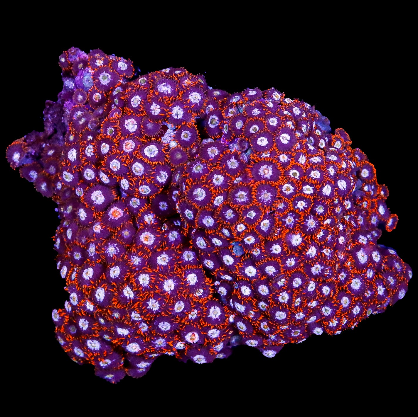 Ultra Zoanthid Colony