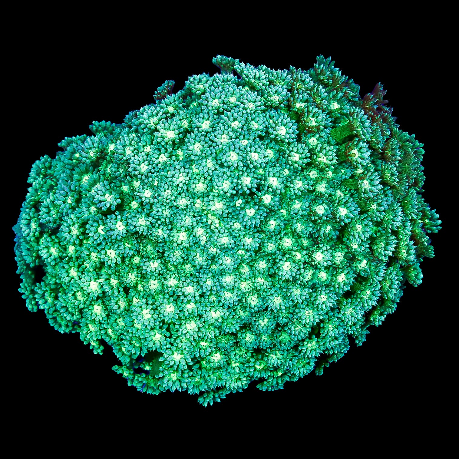 XL Neon Green Aussie Goniopora Coral