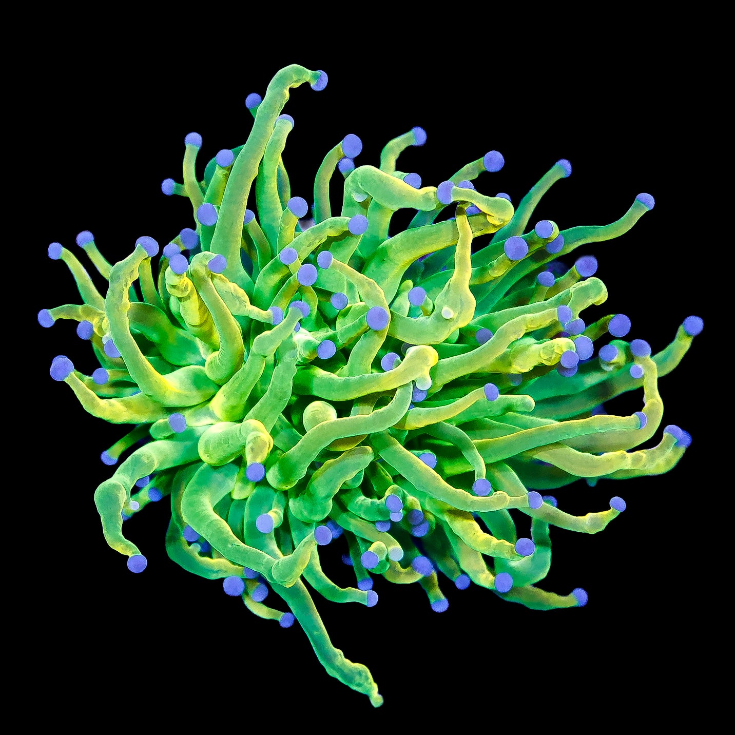 Jolly Rancher Torch Coral