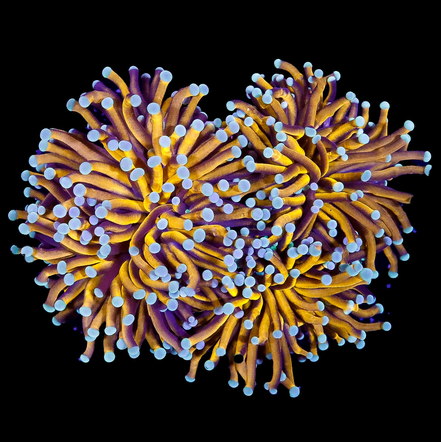 Aussie Goldilocks Torch Coral Colony