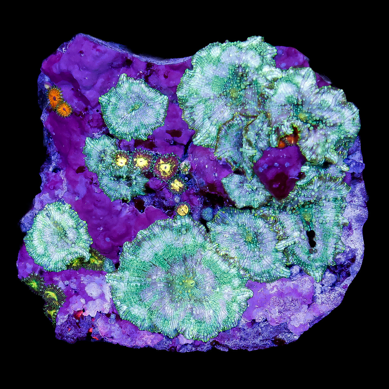 Ultra Mushroom & Zoa Combo Colony