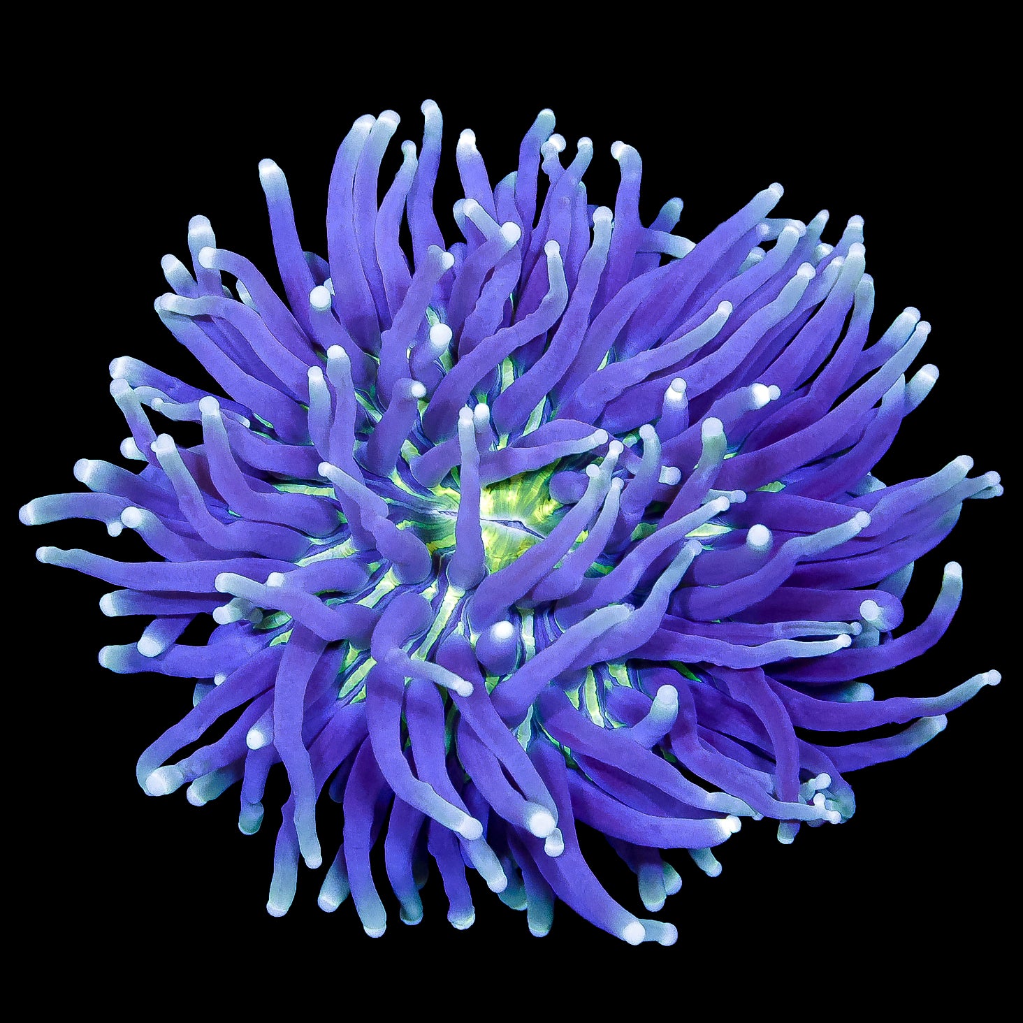 Aussie Heliofungia Plate Coral Colony