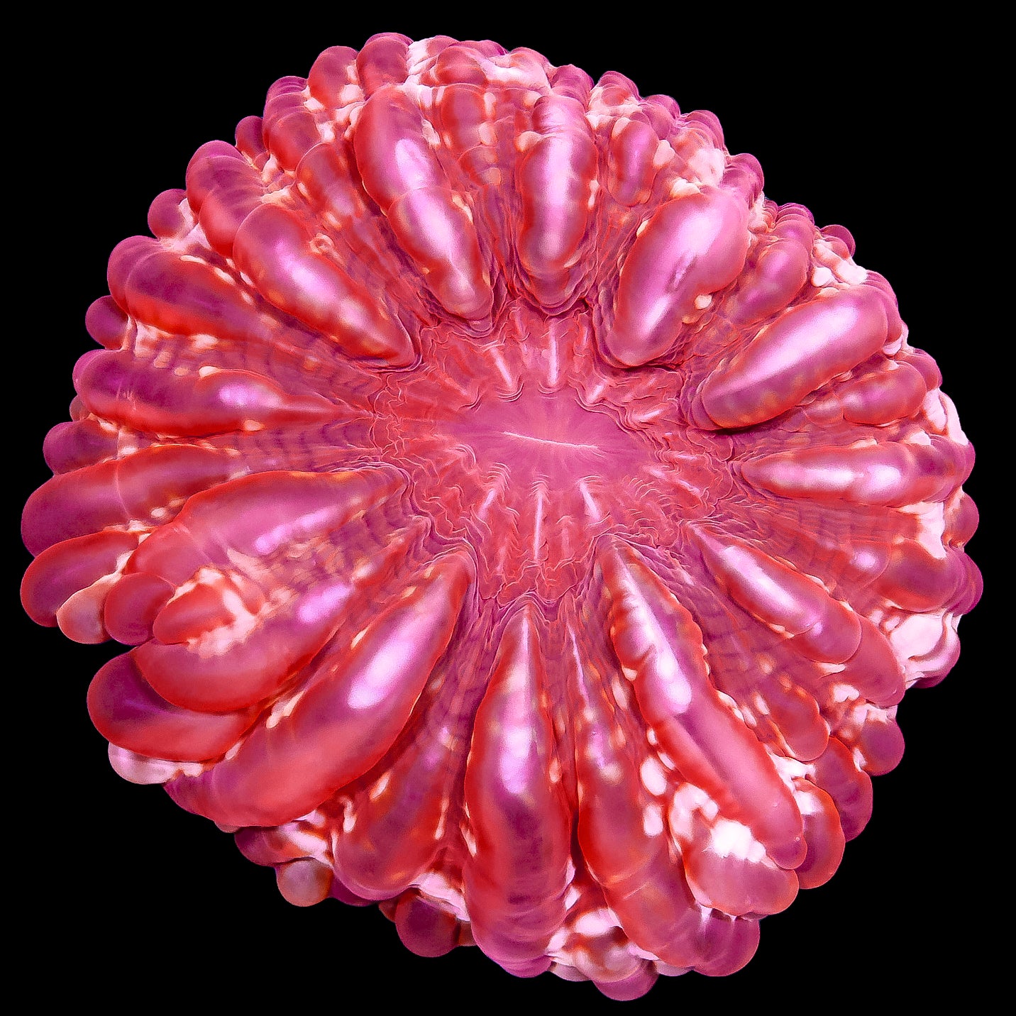 Ultra Red Aussie Cynarina Coral