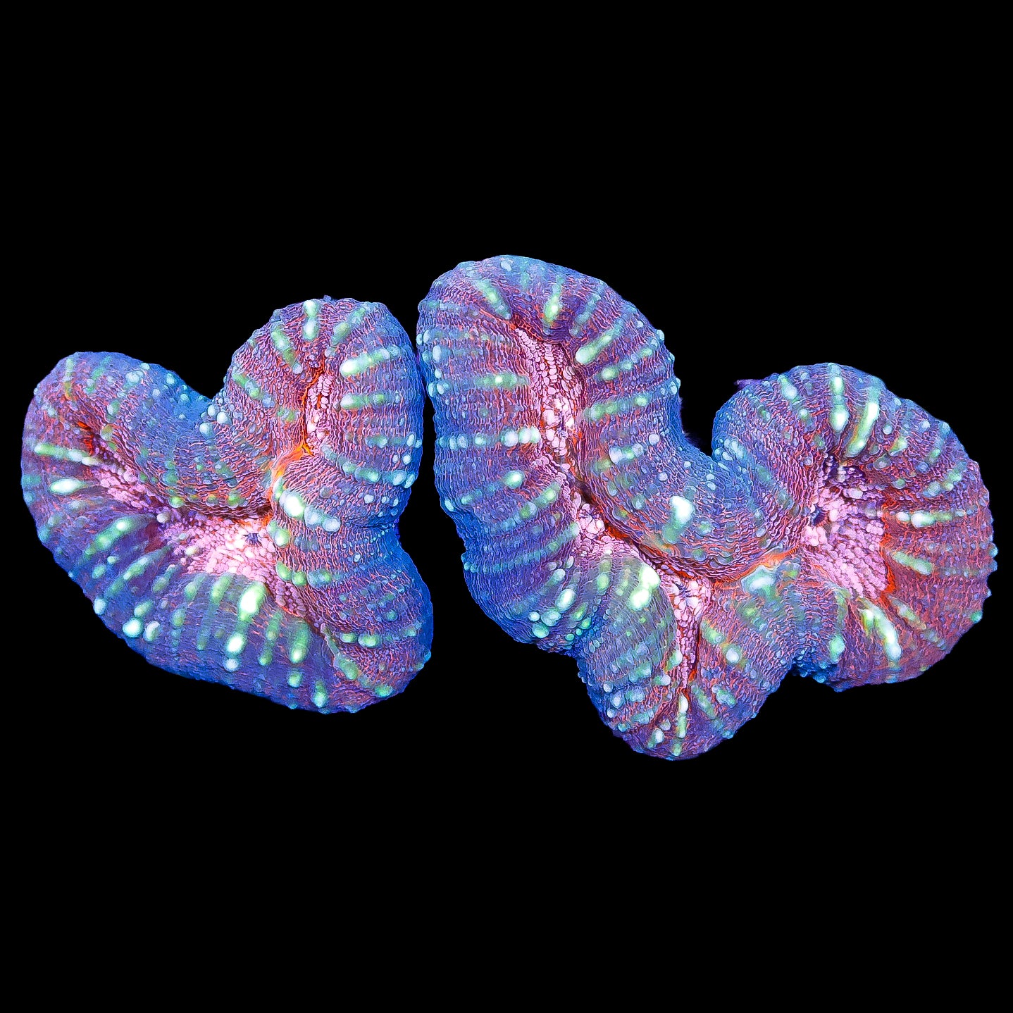 Yellow Streak Lobophyllia Coral Colony