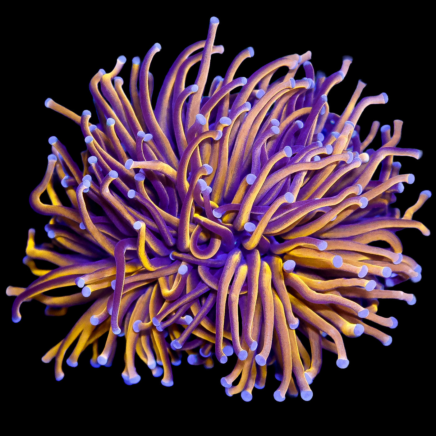 Ultra 24K Torch Coral