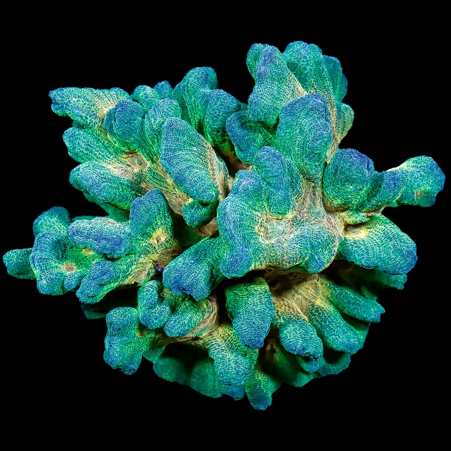 Lg Ultra Pectinia Coral Colony