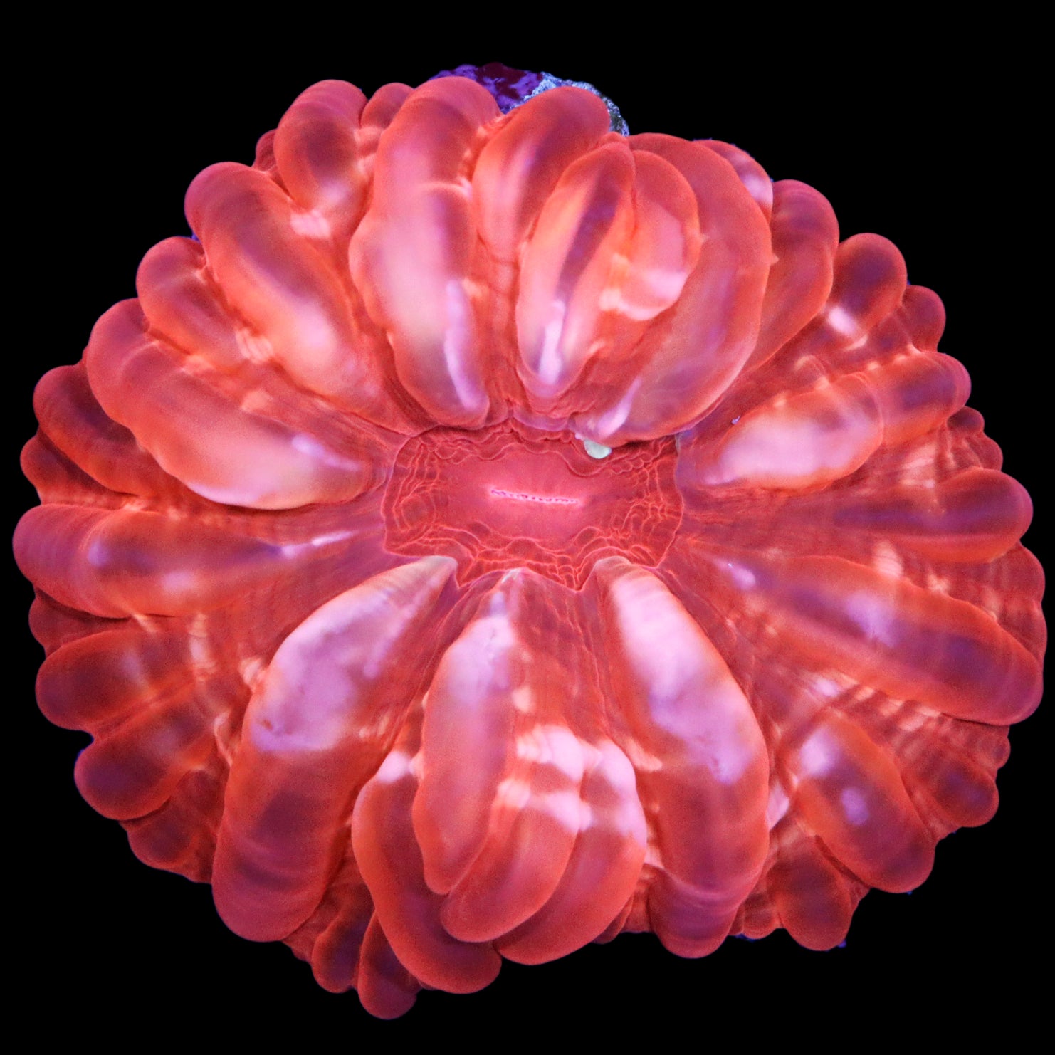 Ultra Red Aussie Cynarina Coral