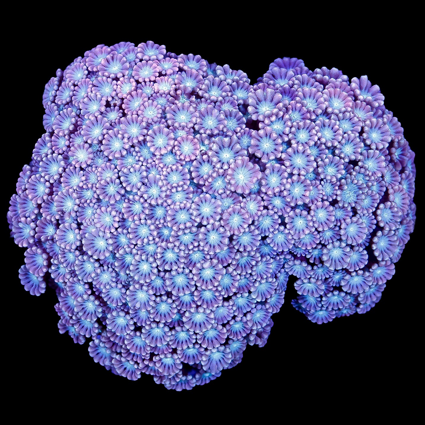 Ultra Aussie Alveopora Coral Colony