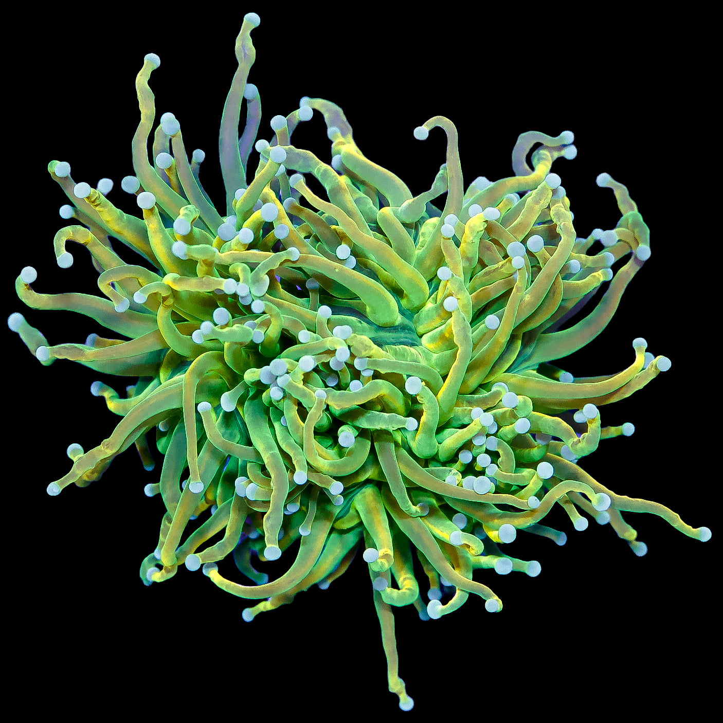 Jolly Rancher Torch Coral