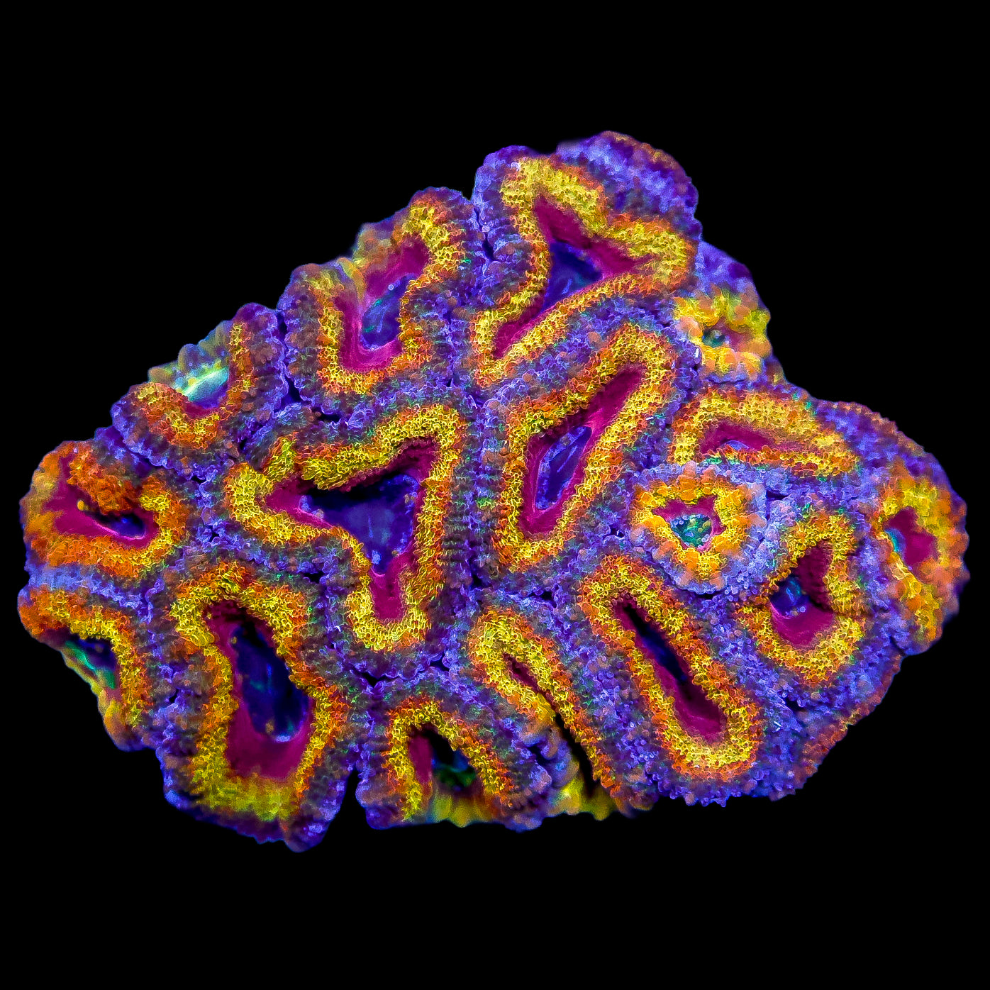 Rainbow Acan Lord Coral Colony