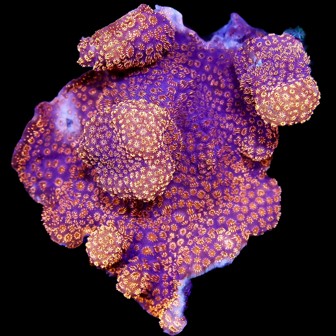 Orange Pavona Maldivensis Coral Colony
