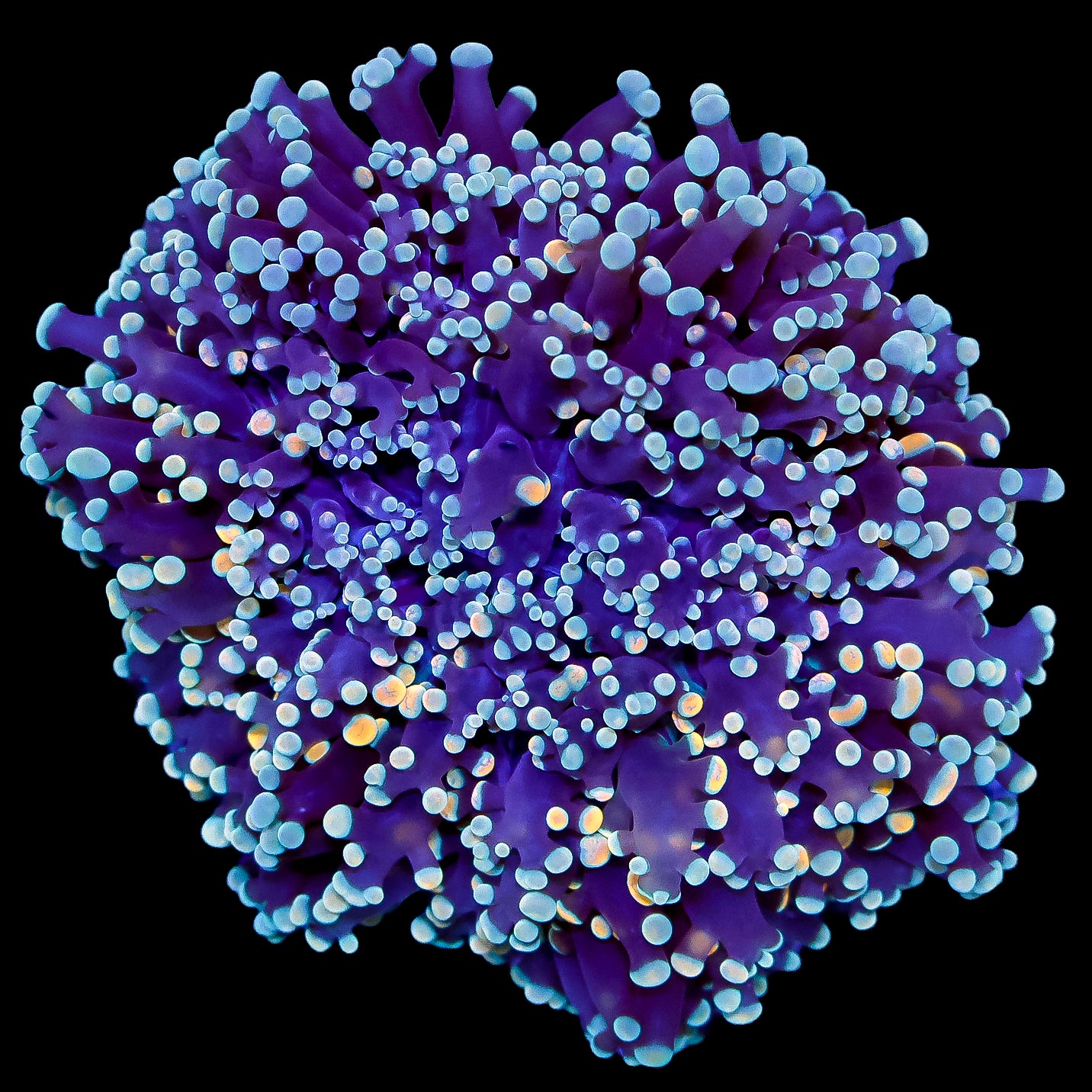 Ultra Aussie Kingspawn Coral