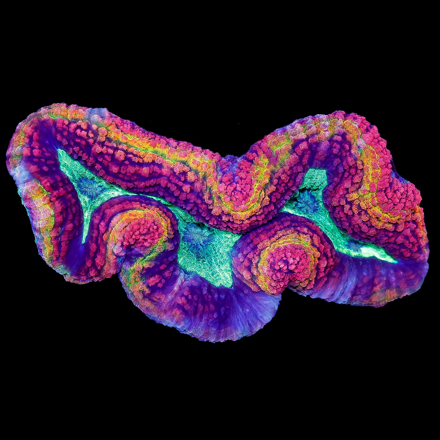Crazy Aussie Rainbow Lobophyllia