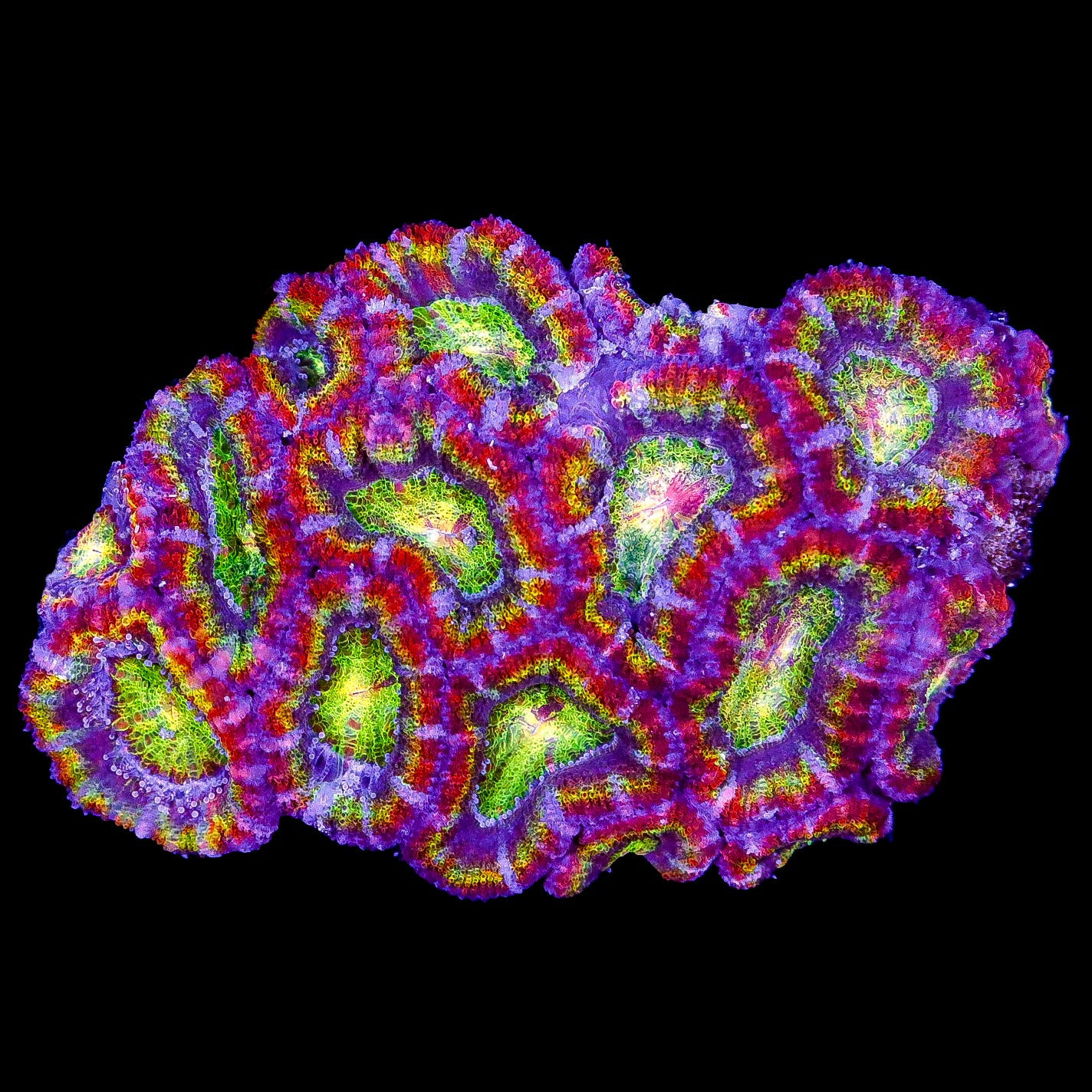 Ultra Rainbow Acan Lord Coral Colony