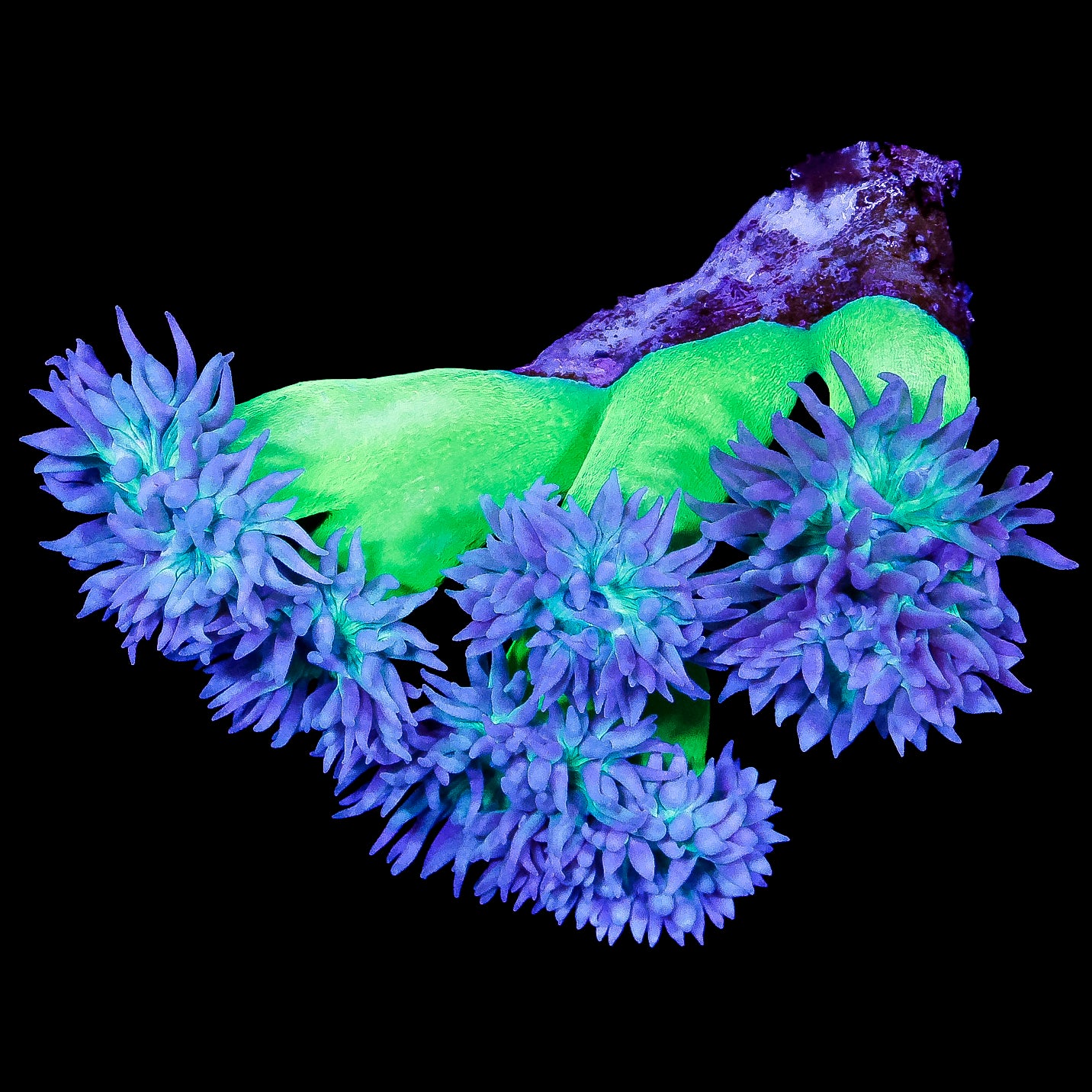 Toxic Duncan Coral Colony