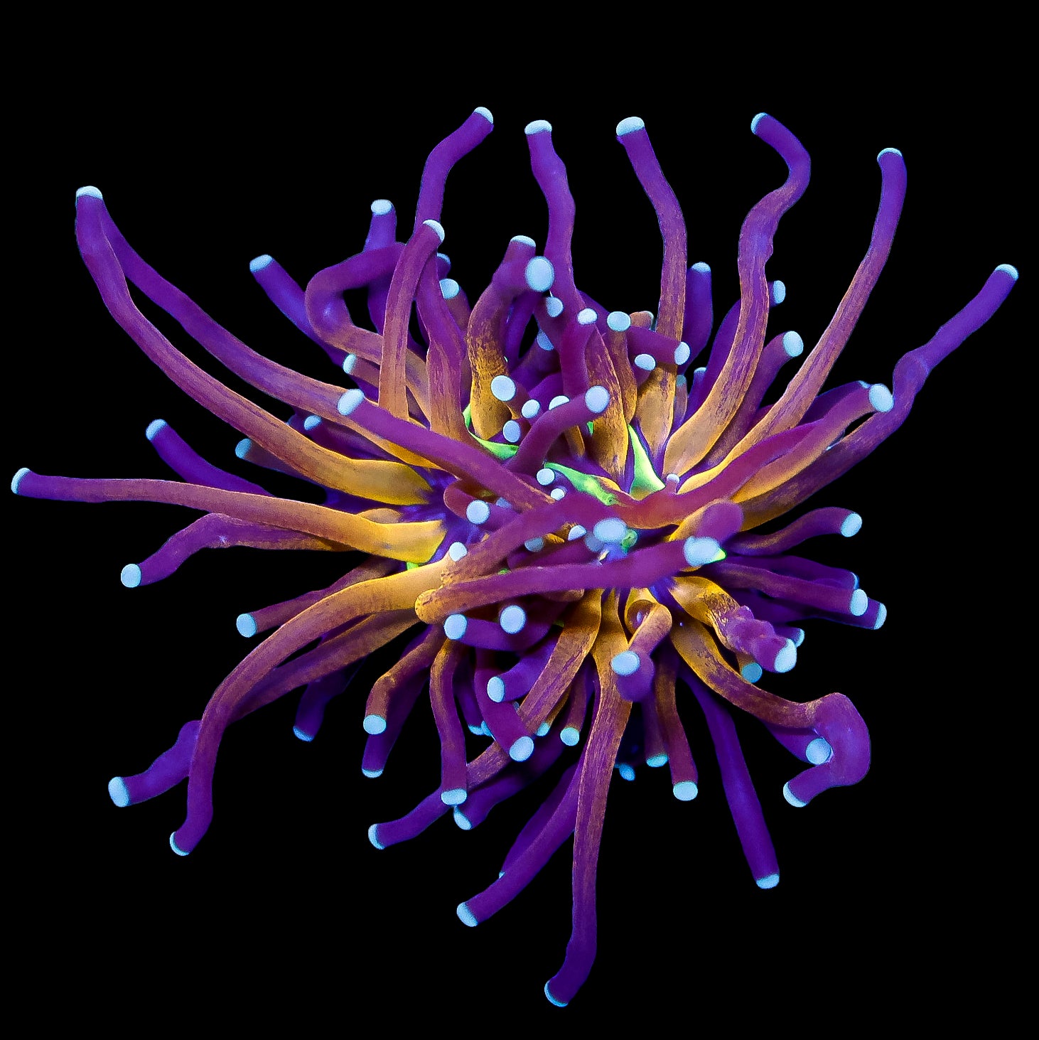 Ultra Tiger Torch Coral