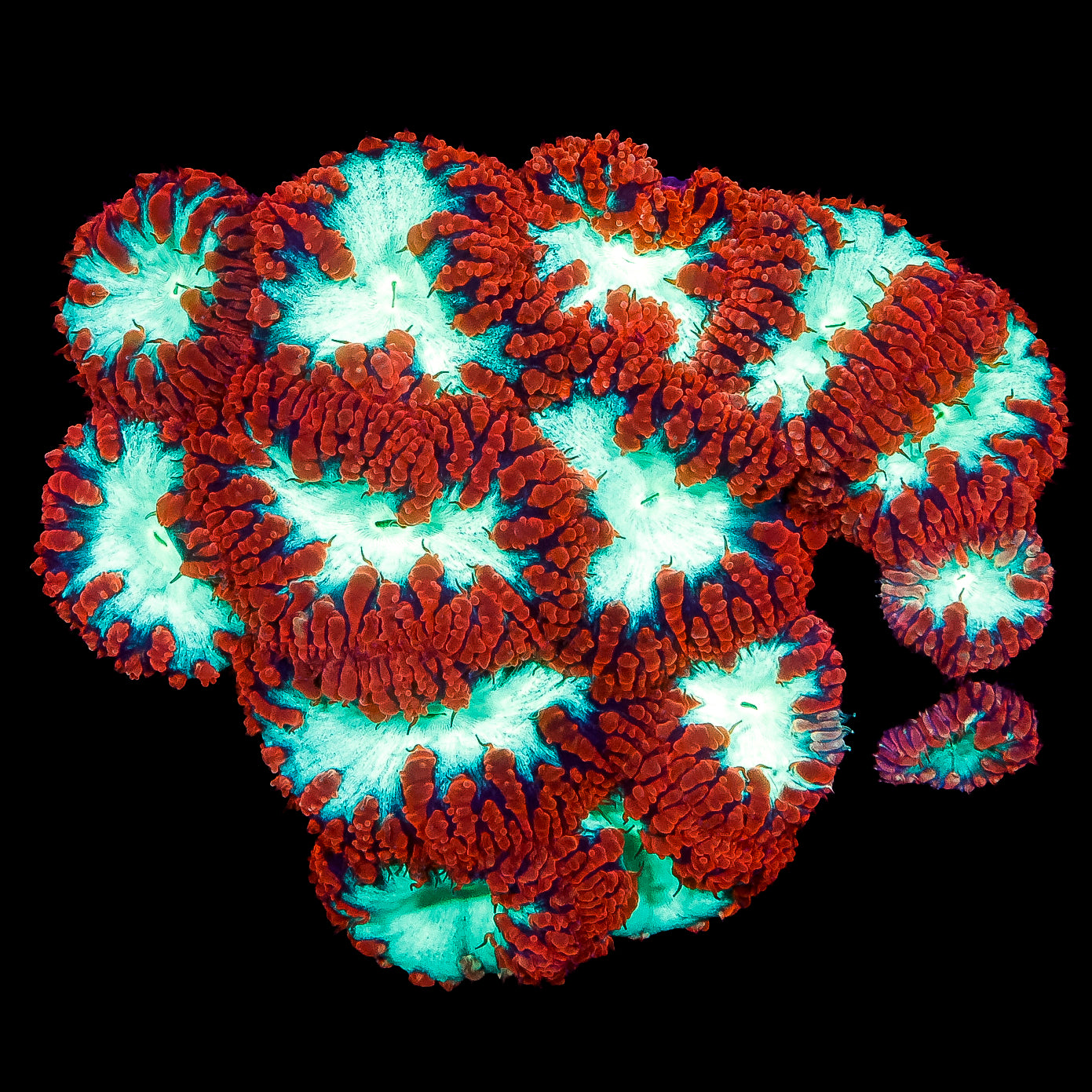 Red & Green Blastomussa Coral Colony