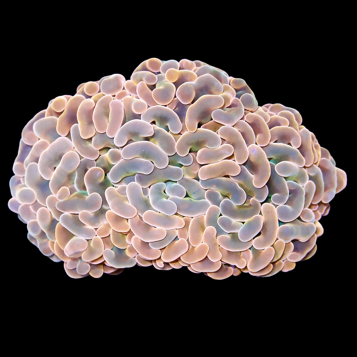 Ultra Aussie Peach Hammer Coral