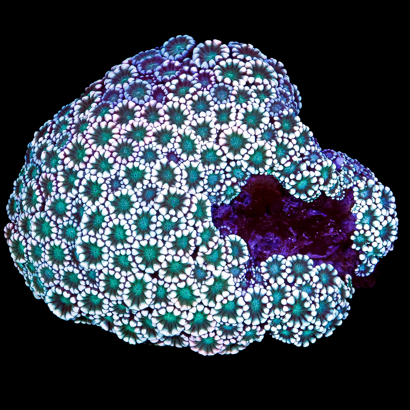 Emerald Eye Alveopora Coral Colony