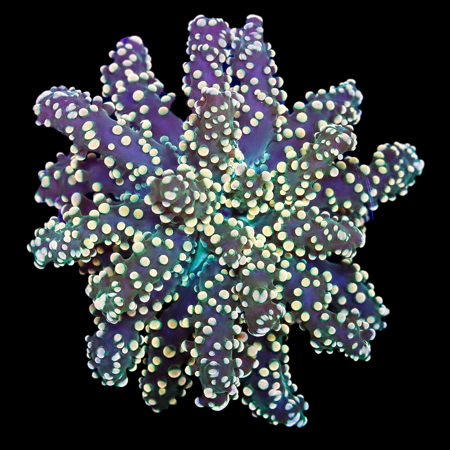 Lucky Charms Frogspawn Coral