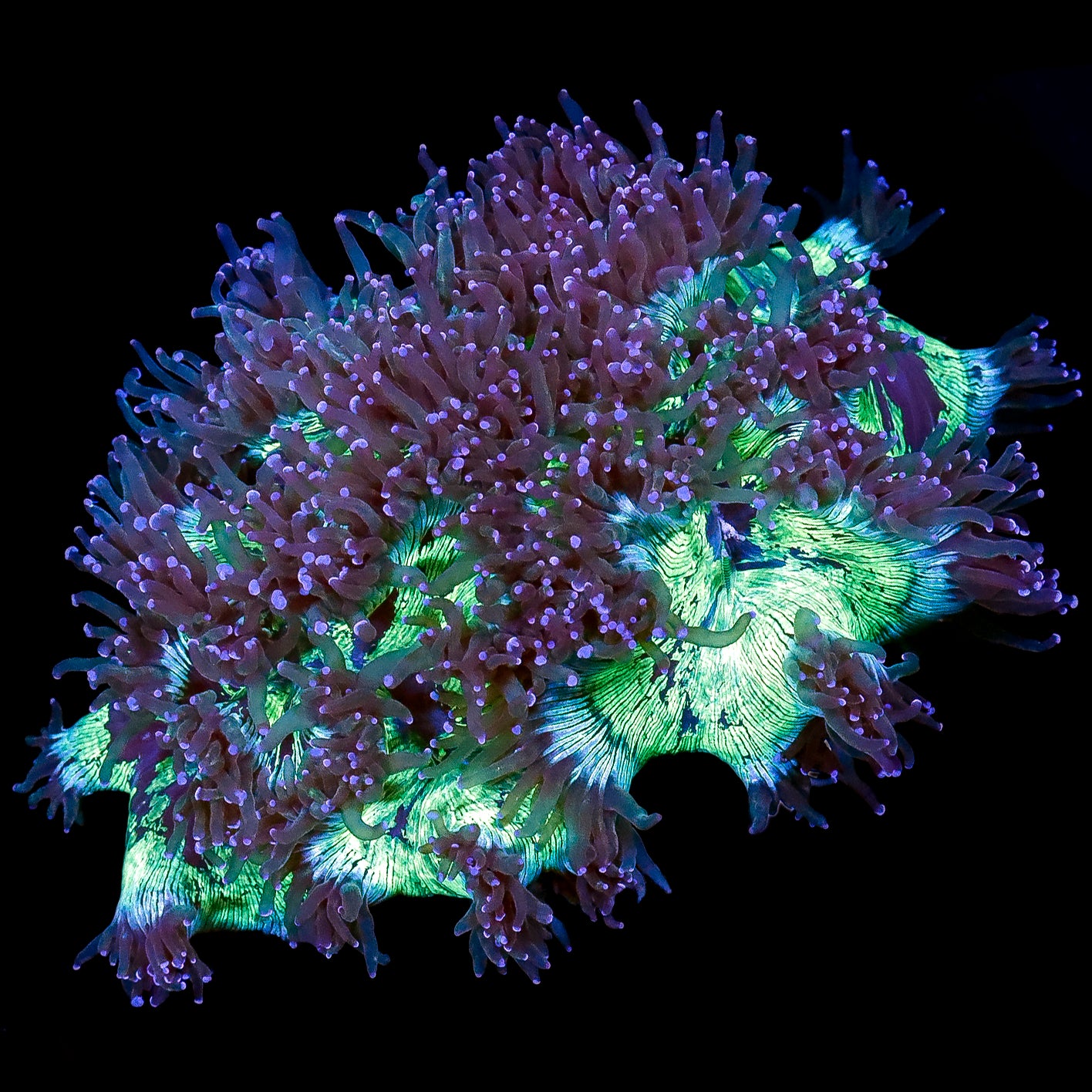 Ultra Aussie Purple Tip Elegance Coral