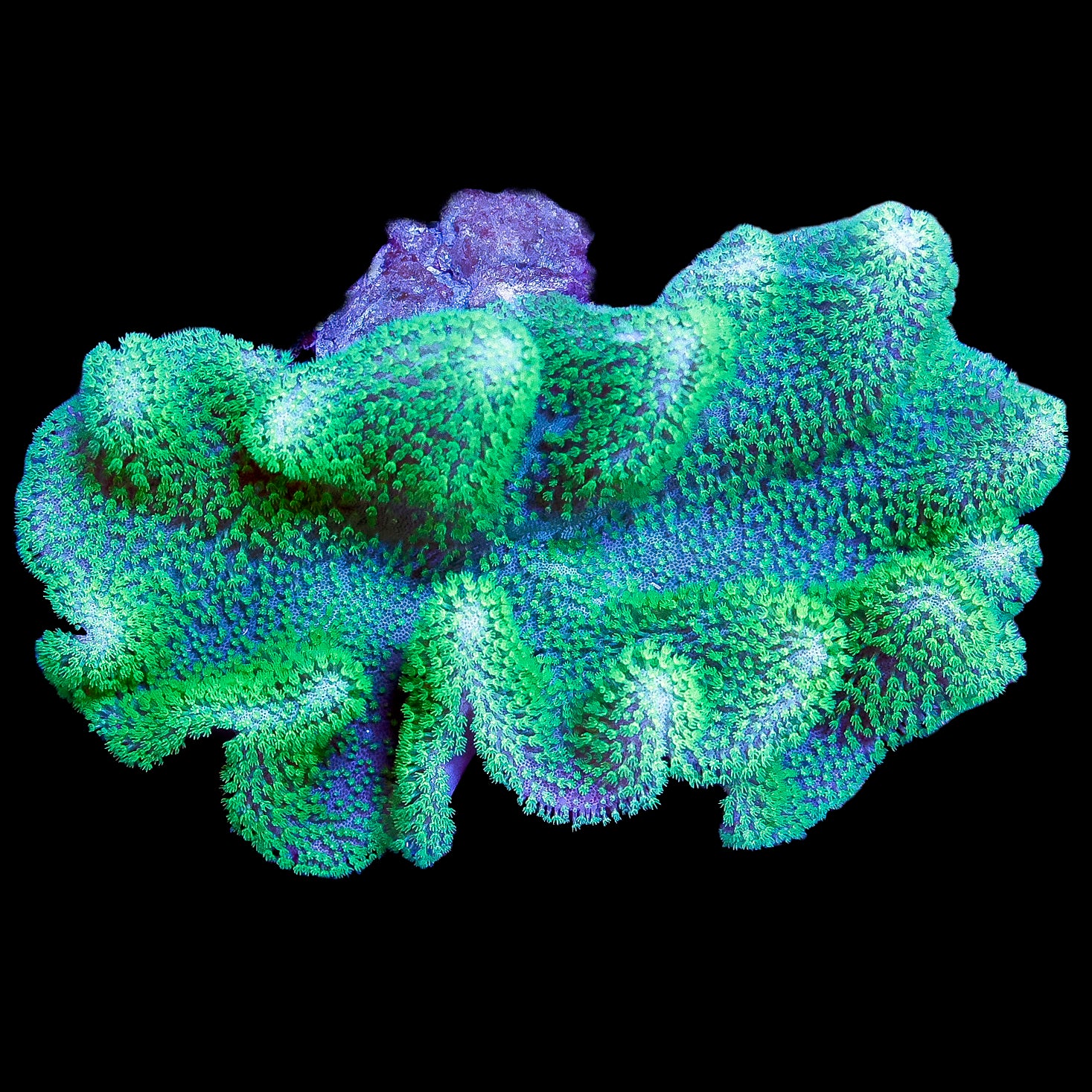 XL Neon Aussie Crown Leather Coral