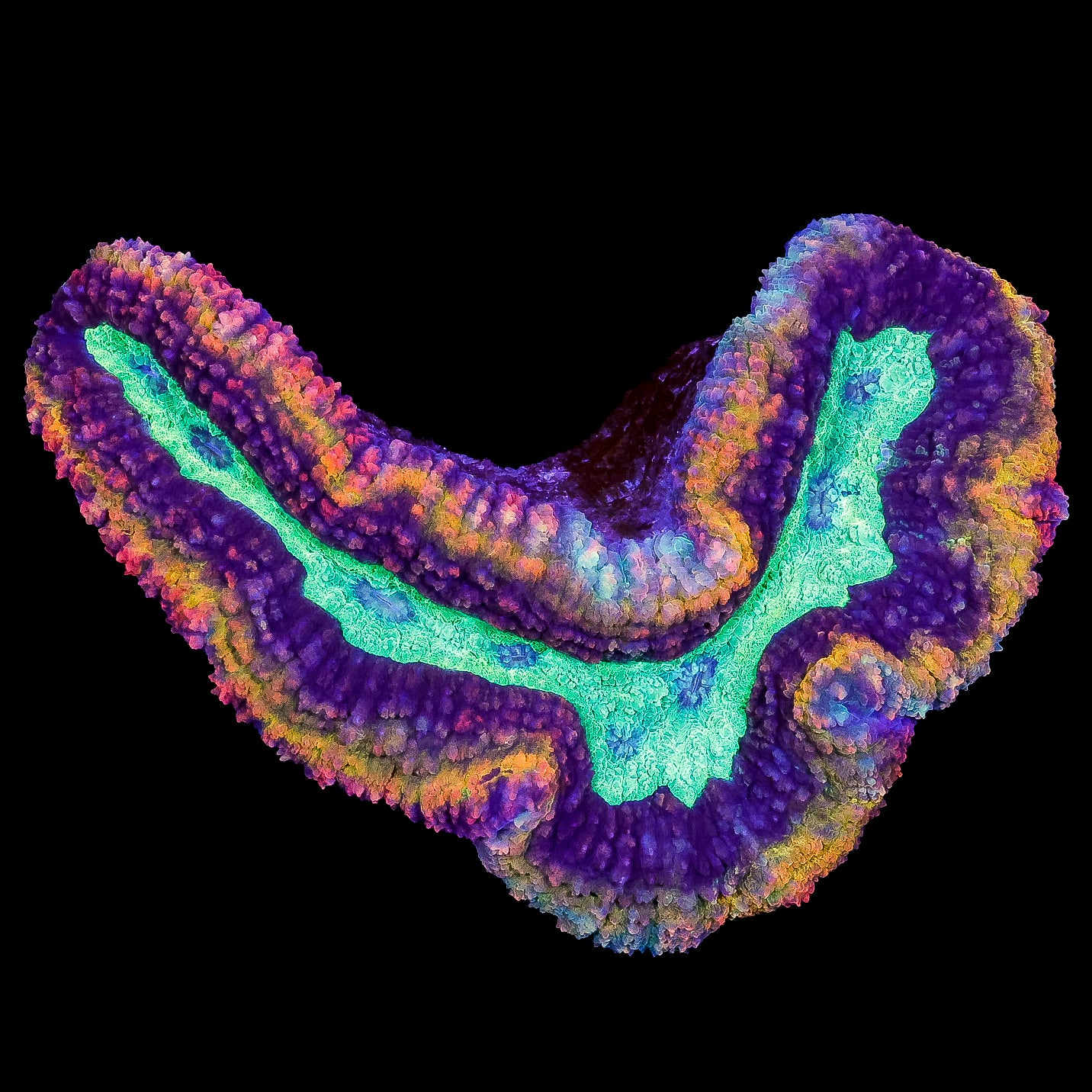 Rainbow Lobophyllia Coral