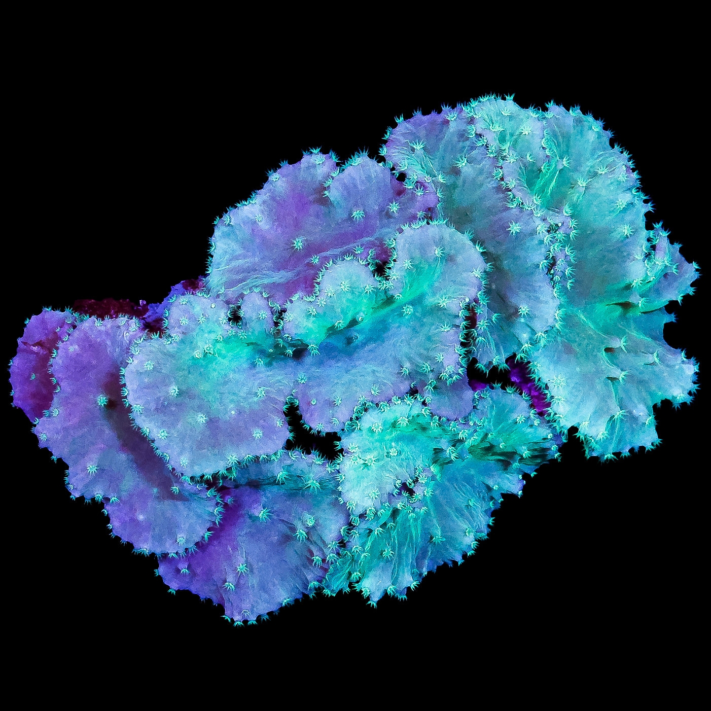 Neon Cabbage Leather Coral