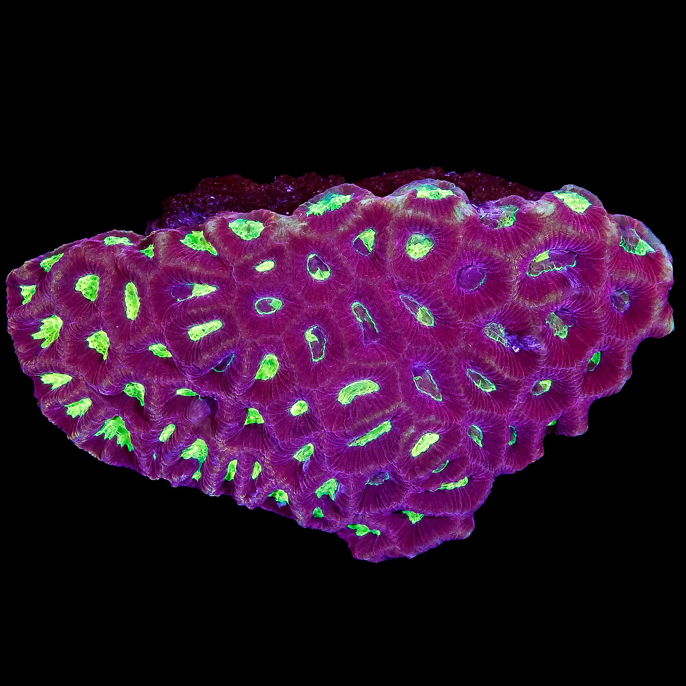 Green Eye Favites Coral Colony