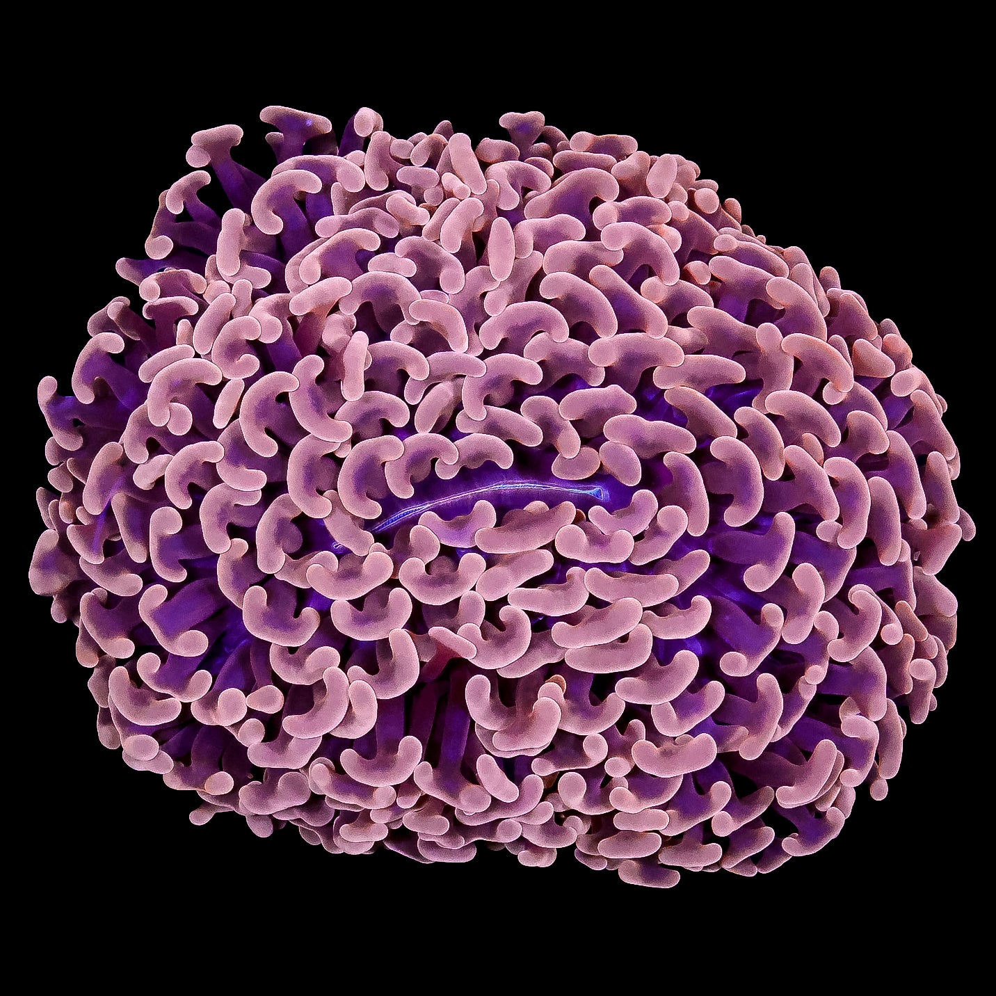 Ultra Orange Hammer Coral