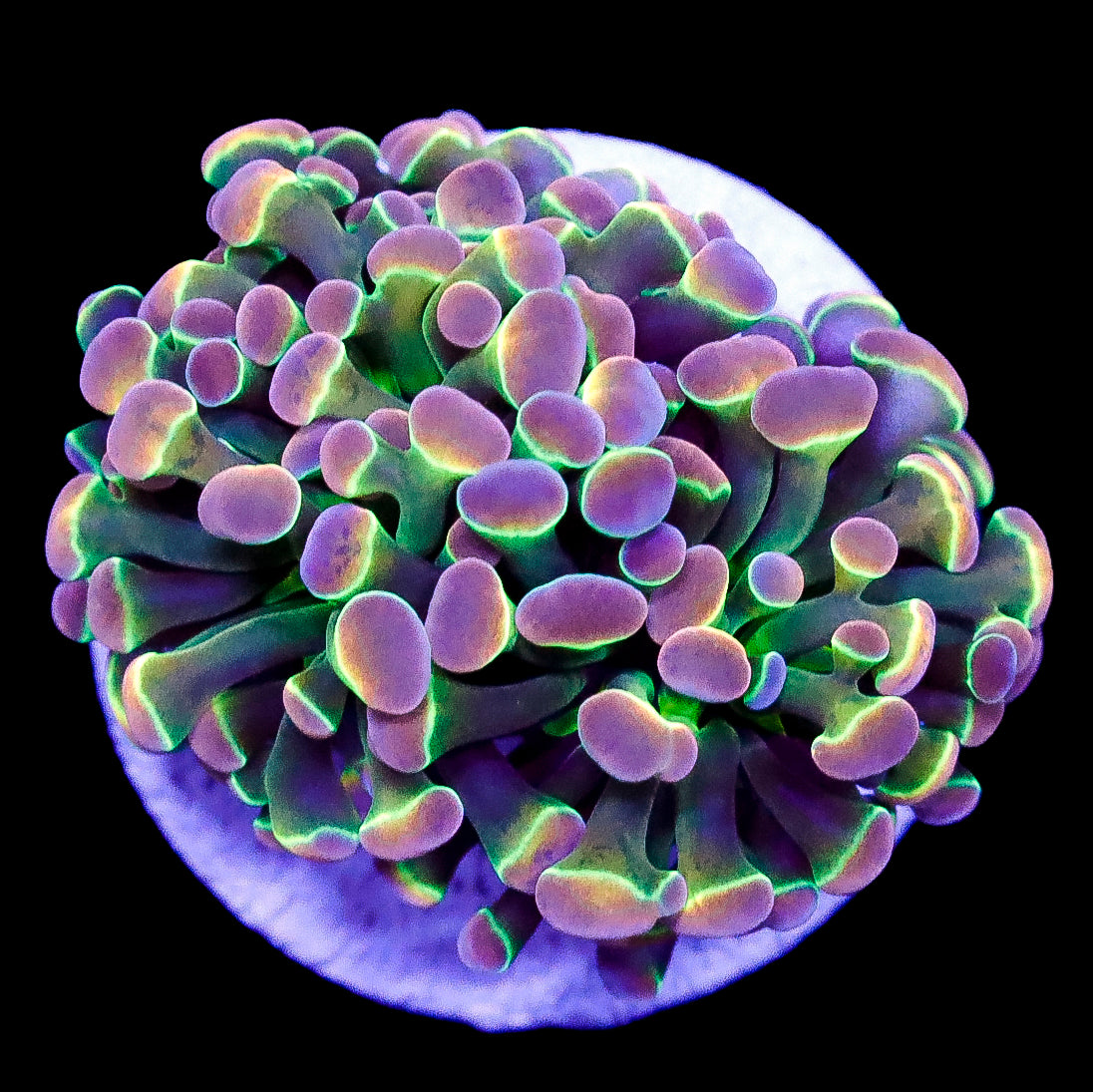 Hologram Branching Hammer Coral