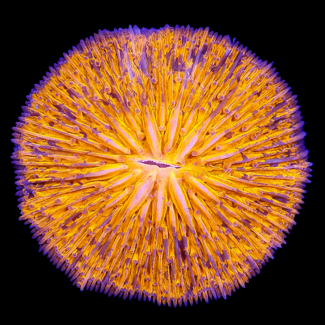 Orange Fungia Plate Coral