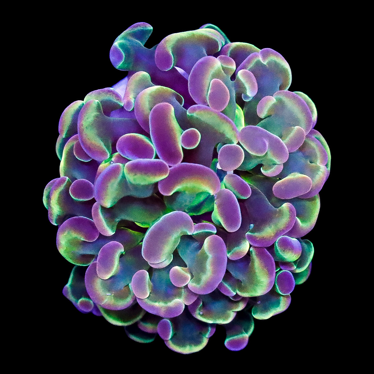 Hologram Branching Hammer Coral